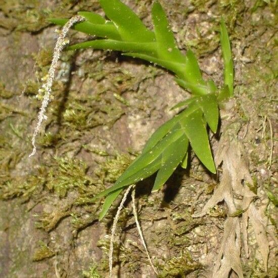 Oberonia Equitans