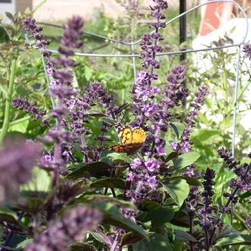 Ocimum Kilimandscharicum X Basilicum