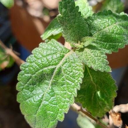Ocimum Lamiifolium