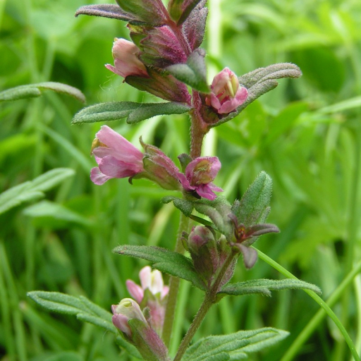 Odontites Vernus