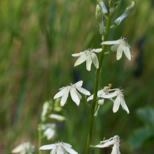Odontostomum Hartwegii