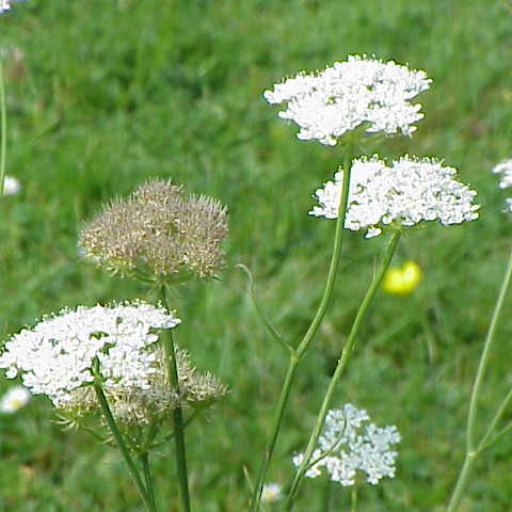 Oenanthe Pimpinelloides
