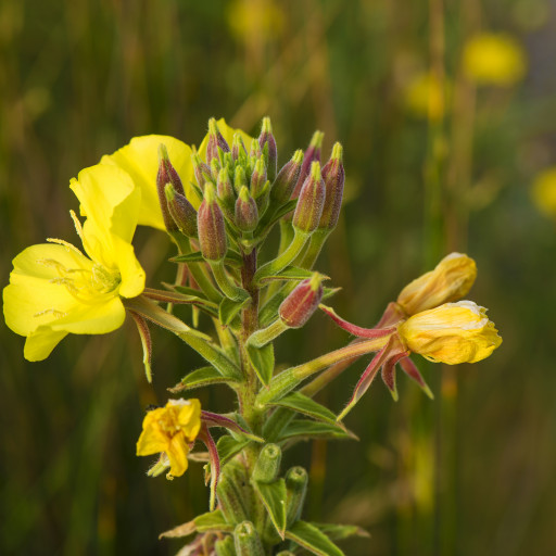 Oenothera Biennis