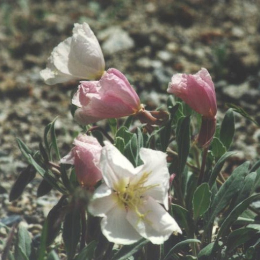 Oenothera Californica