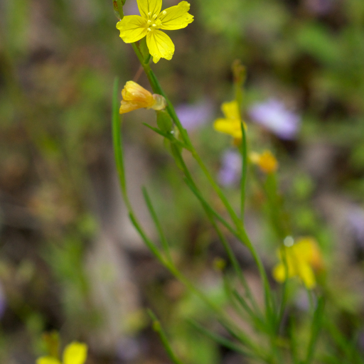 Oenothera Linifolia