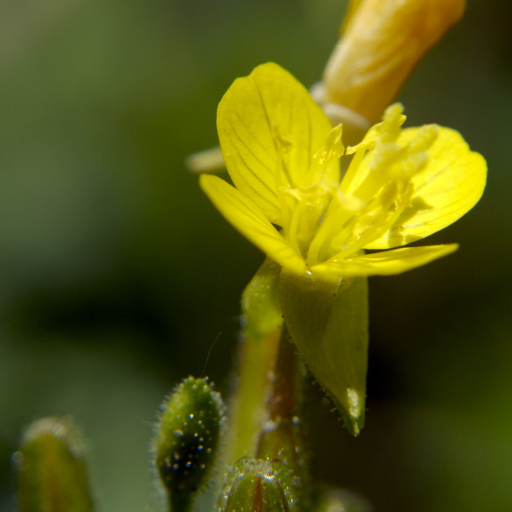 Oenothera Perennis