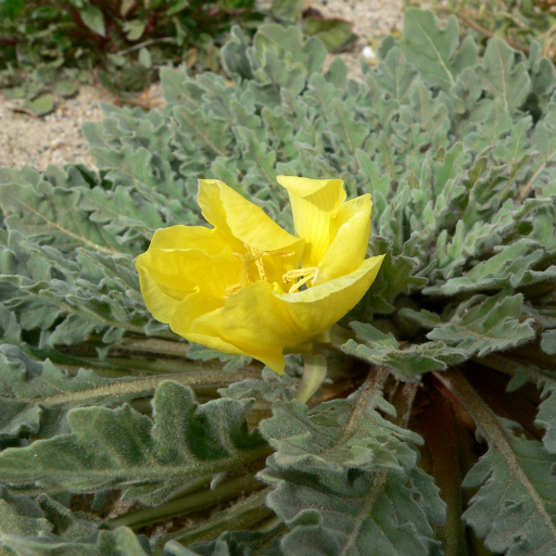 Oenothera Primiveris