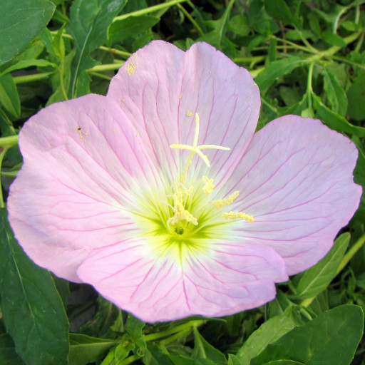 Oenothera Speciosa