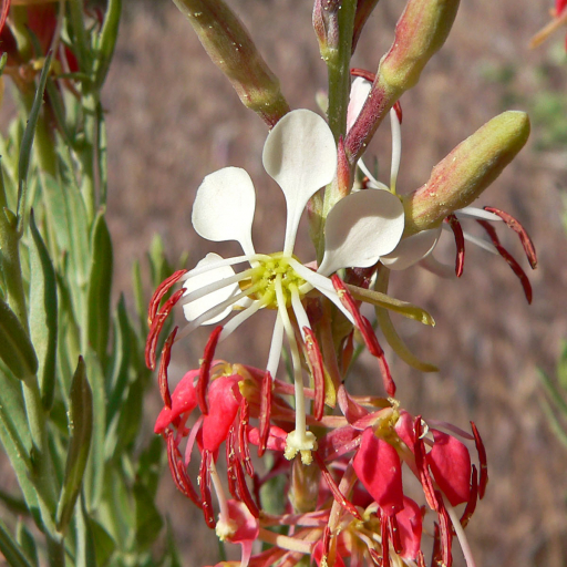 Oenothera Suffrutescens