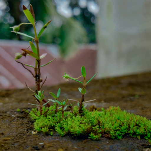 Oldenlandia Corymbosa