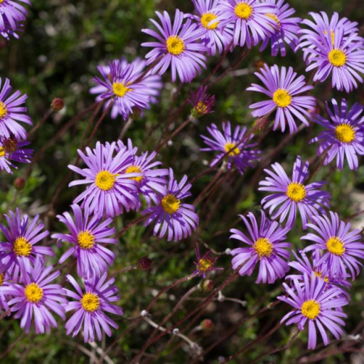 Fringed Daisy Bush (Olearia Ciliata) Care Guide: Water, Soil