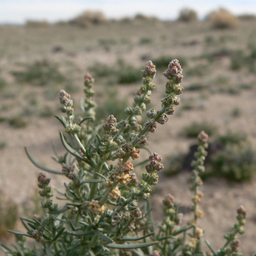 Oligomeris Linifolia