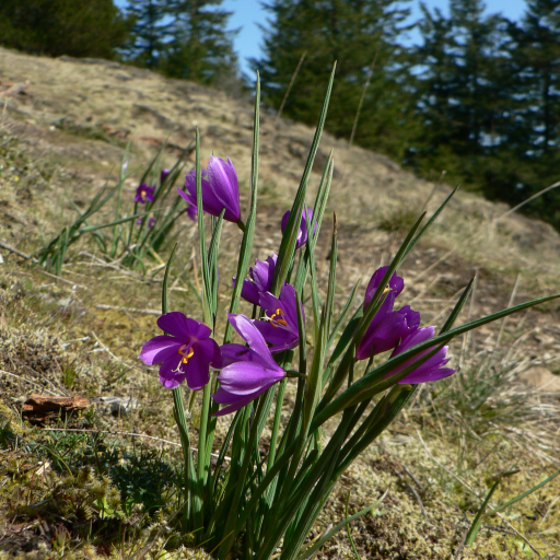 Olsynium Douglasii