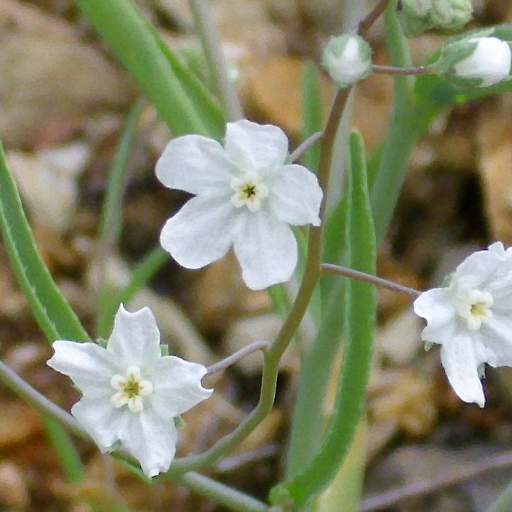 Omphalodes Linifolia