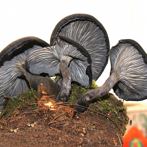 Omphalotus Mexicanus