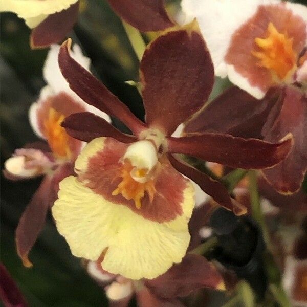Oncidium Crocidipterum