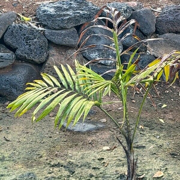 Oncosperma Tigillarium