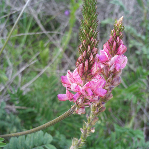 Onobrychis Viciifolia