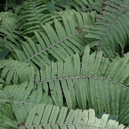 Onoclea Struthiopteris