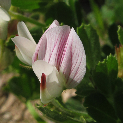 Ononis Biflora Care Guide: Water, Soil & Propagation - Plantiary