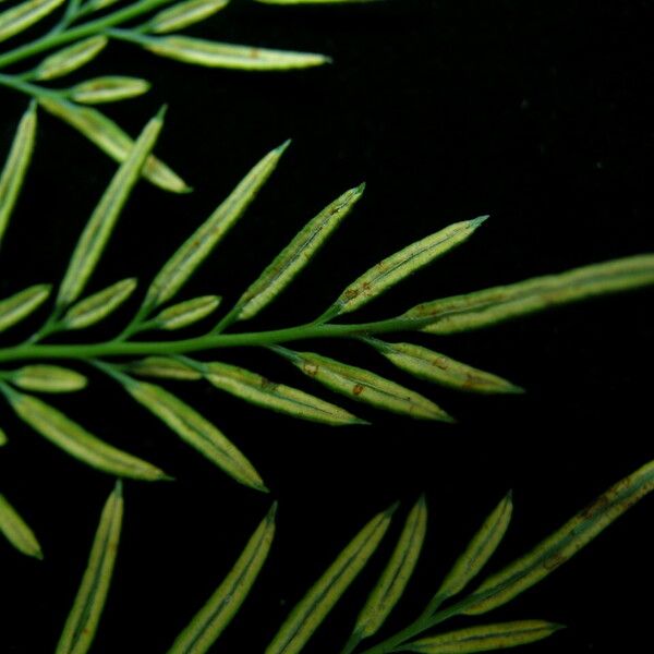 Onychium Siliculosum