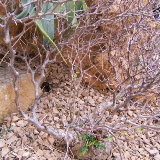 Operculicarya Decaryi