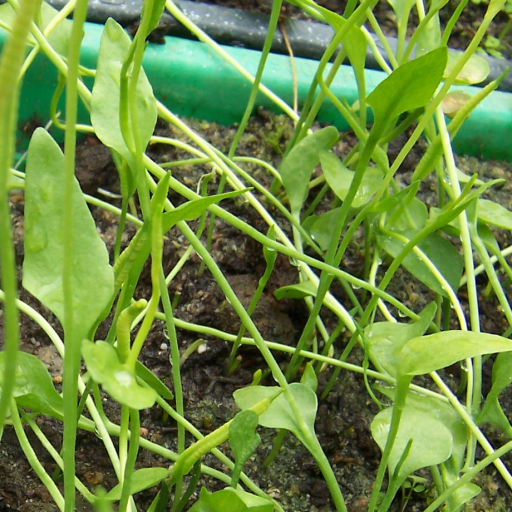 Ophioglossum Lusitanicum