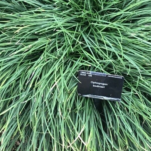 Ophiopogon Bodinieri