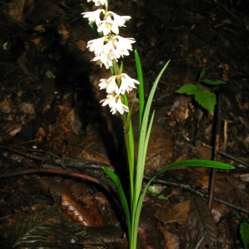 Ophiopogon Planiscapus