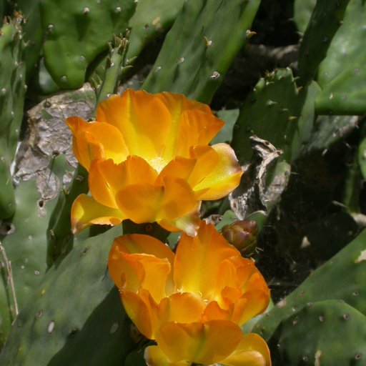 Opuntia Elata