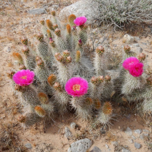 Opuntia Erinacea