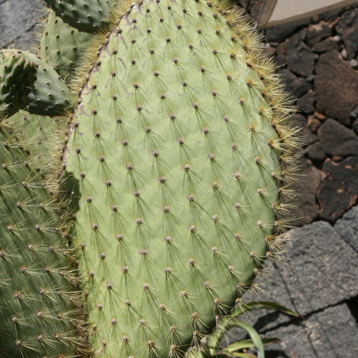 Opuntia Galapageia