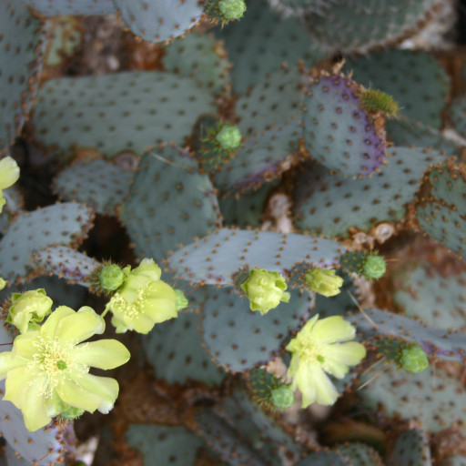 Santa Rita Tree Santa Rita Pricklypear (Opuntia Santarita) Care Guide: Water, Soil ...
