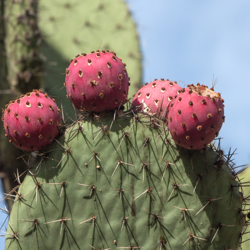 Opuntia Streptacantha