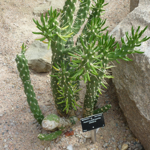 Opuntia Subulata