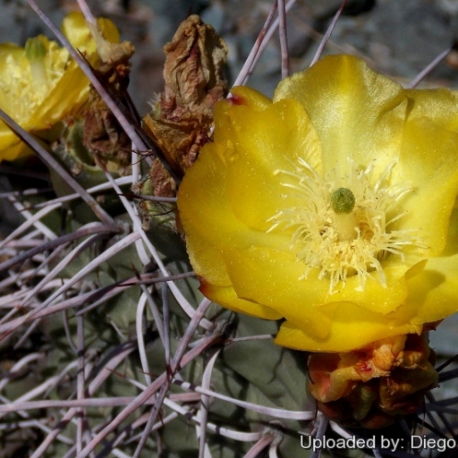 Opuntia Sulphurea