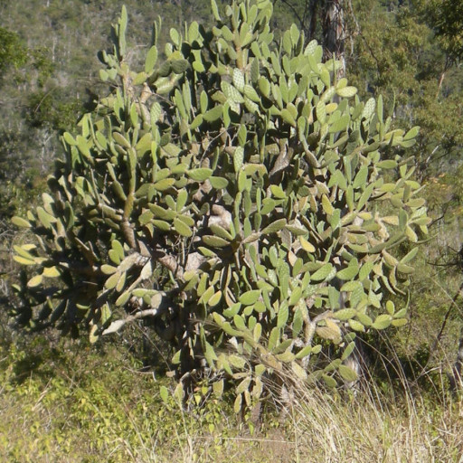 Opuntia Tomentosa