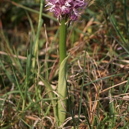 Orchis Italica