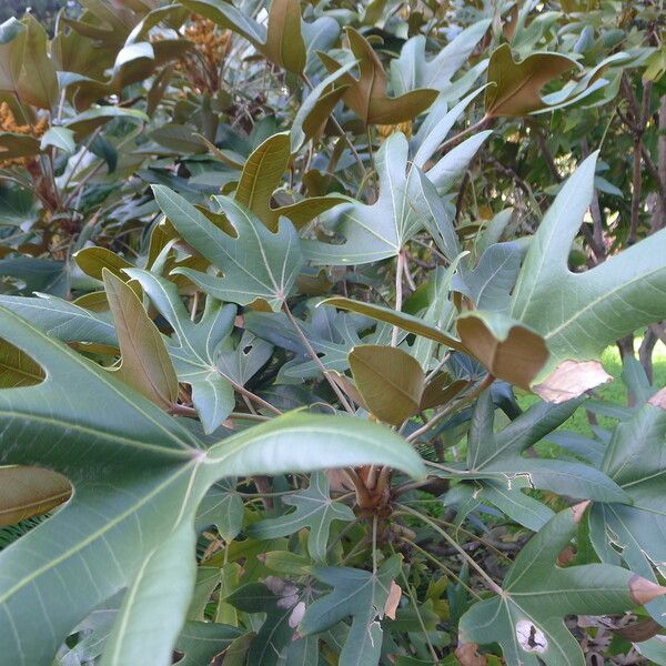 Oreopanax Dactylifolius