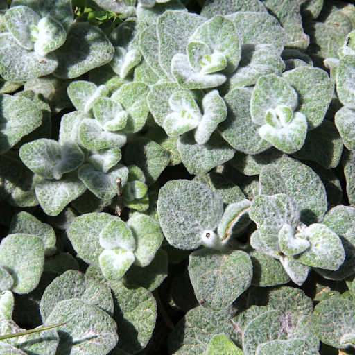 Origanum Dictamnus