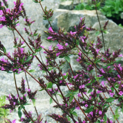 Origanum Laevigatum