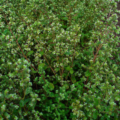 Origanum Majorana