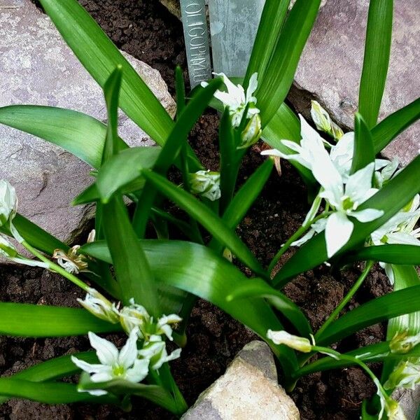 Ornithogalum Oligophyllum