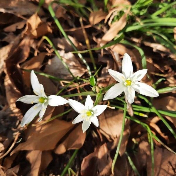Ornithogalum Orthophyllum