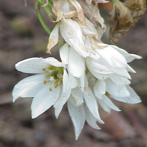 Ornithogalum Thyrsoides