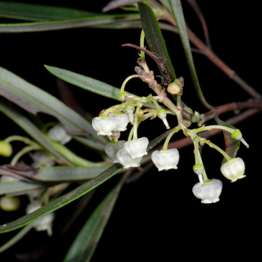 Ornithostaphylos Oppositifolia