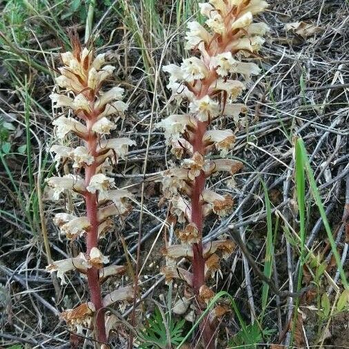 Orobanche Amethystea