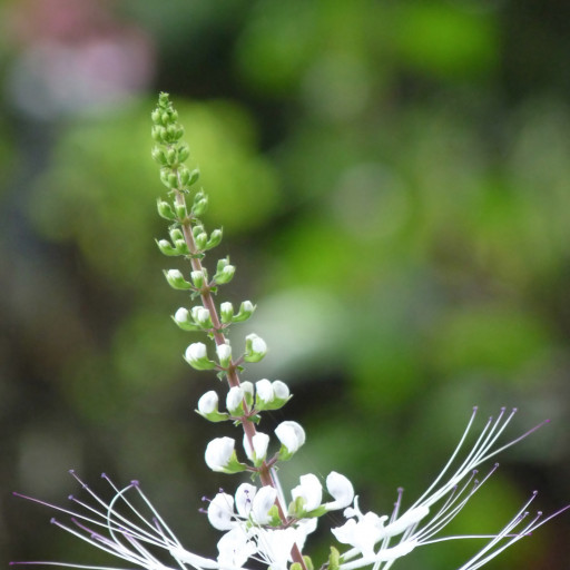 Orthosiphon Aristatus