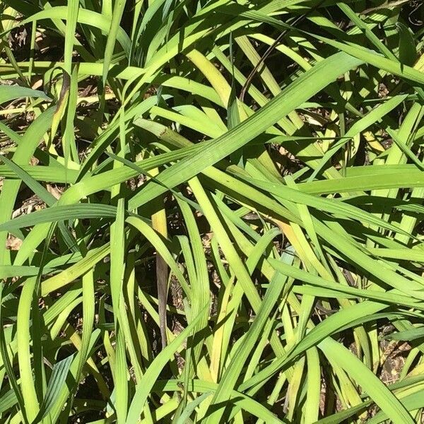 Orthrosanthus Multiflorus