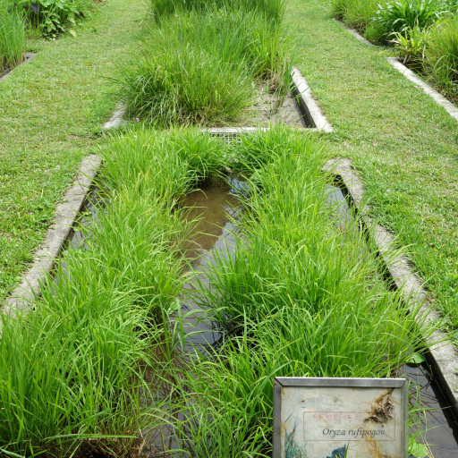 Oryza Rufipogon